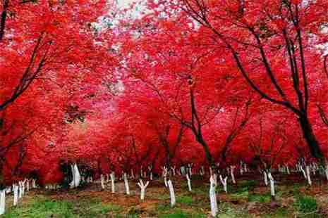 貴陽(yáng)烏當(dāng)楓葉谷門票多少錢