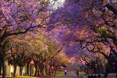 藍花楹哪里有 用來描述單身狗的花 藍花楹哪里有 用來描述單身狗的花