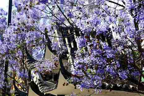 藍花楹哪里有 用來描述單身狗的花 藍花楹哪里有 用來描述單身狗的花