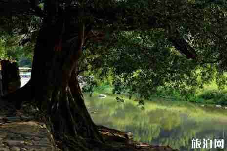 漳州去云水謠怎么坐車 云水謠門票價格+介紹