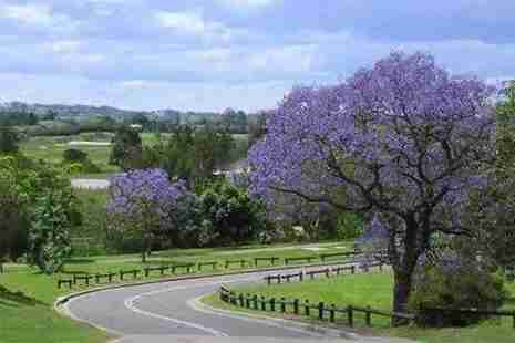 廣州哪里有藍花楹 藍花楹什么時候開放