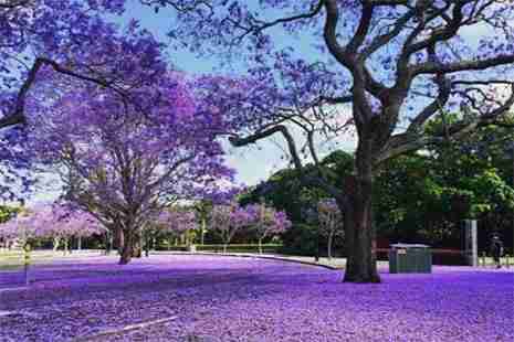 广州哪里有蓝花楹 蓝花楹什么时候开放