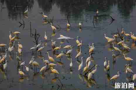 河南冬季觀鳥攻略