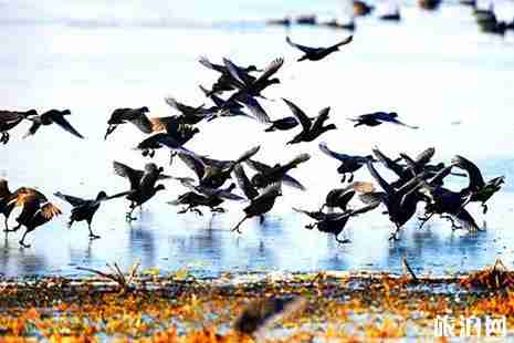 河南冬季觀鳥攻略