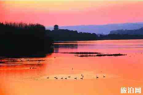 河南冬季觀鳥攻略