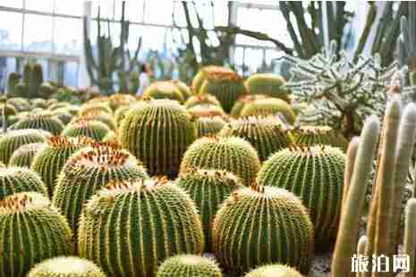 廈門園林植物園游玩攻略