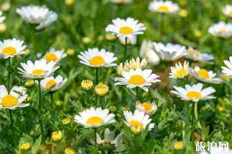 2019清明大連掃墓墓園交通管制信息+交通調整信息