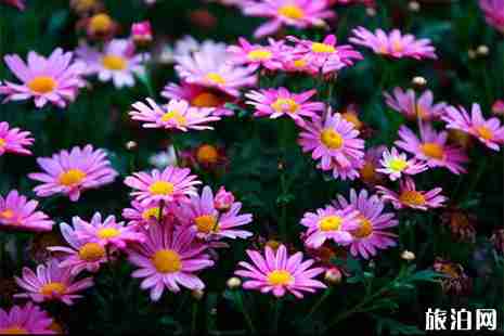 2019清明大連掃墓墓園交通管制信息+交通調整信息