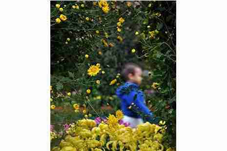 2018廣州黃花崗菊花展 時間+地點