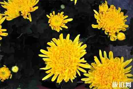 2019浙江桐乡清明扫墓专线信息 2019浙江桐乡清明扫墓专线信息