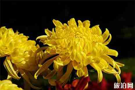 2019浙江桐乡清明扫墓专线信息 2019浙江桐乡清明扫墓专线信息