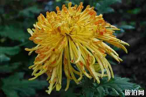 2019梧州清明扫墓公交线路+出行提示+停车攻略 2019梧州清明扫墓公交线路+出行提示+停车攻略