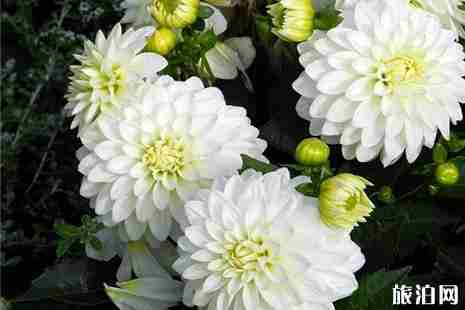 2019长沙清明扫墓专线信息整理