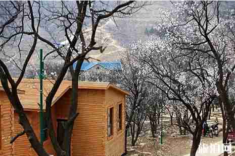 2019淄博泉子村杏花节3月30号 2019淄博泉子村杏花节3月30号