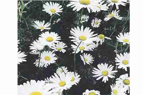 2019孝感清明扫墓专线