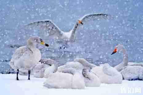 冬天去威海好玩嗎 冬天去威海好玩嗎