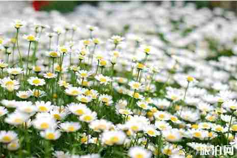 2019蚌埠清明扫墓公交信息