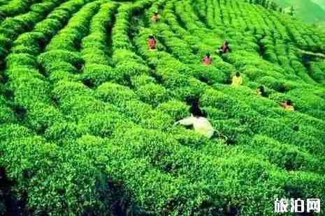 興寧必游景點 興寧景點排行榜