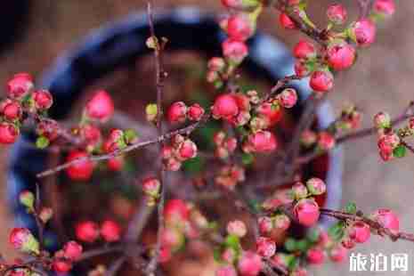 佛山迎春花市 2019佛山迎春花市时间+地点+交通管制