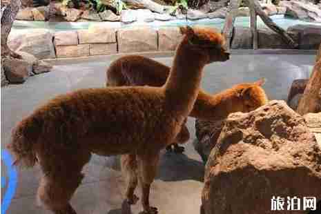 重慶萌可萌可室內動物主題公園門票+地址+交通+游玩線路