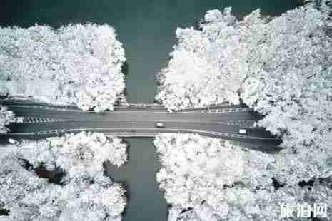 南方下雪的城市有哪些2018年12月