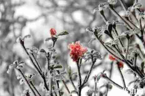南方下雪的城市有哪些2018年12月