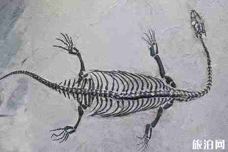 櫻花冬天開嗎 貴州櫻花什么時候開冬天櫻花地點 櫻花冬天開嗎 貴州櫻花什么時候開冬天櫻花地點