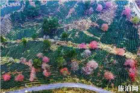櫻花冬天開嗎 貴州櫻花什么時候開冬天櫻花地點 櫻花冬天開嗎 貴州櫻花什么時候開冬天櫻花地點