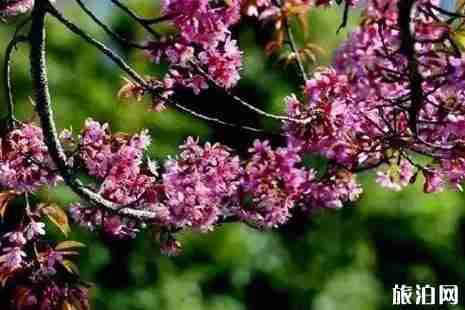 冬季昆明賞花的地點推薦