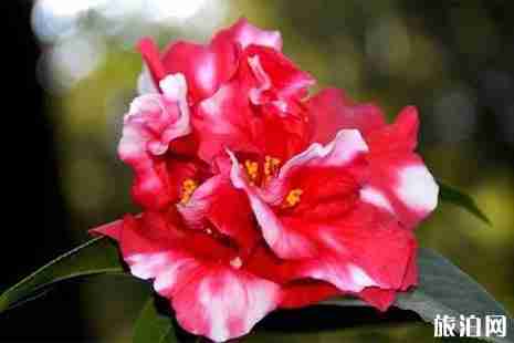 冬季昆明賞花的地點推薦