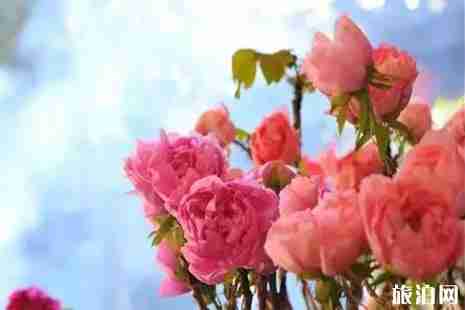 冬季昆明賞花的地點推薦