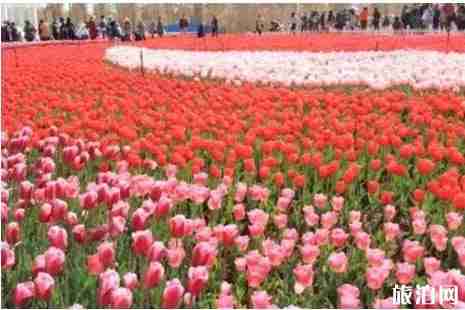 冬季昆明賞花的地點推薦