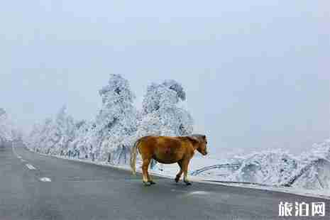 2018重慶武隆仙女山滑雪場12月15號開滑 門票+交通