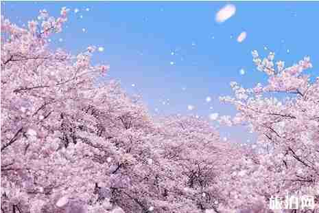 平壩櫻花園門(mén)票是多少 平壩櫻花園交通+介紹