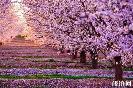 平壩櫻花園門(mén)票是多少 平壩櫻花園交通+介紹