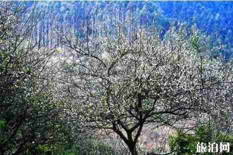 天露山梅花開放時間+門票+交通+介紹 天露山梅花開放時間+門票+交通+介紹
