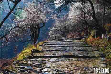 天露山梅花開放時間+門票+交通+介紹 天露山梅花開放時間+門票+交通+介紹