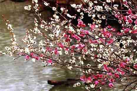 杭州看梅花的地方 杭州梅花觀賞地推薦