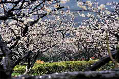 杭州看梅花的地方 杭州梅花觀賞地推薦
