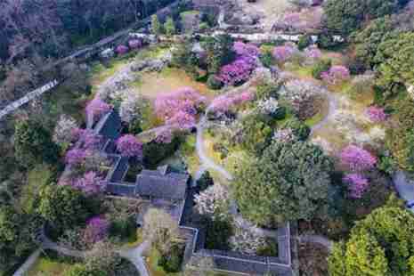 杭州看梅花的地方 杭州梅花觀賞地推薦