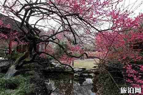 苏州赏梅好去处