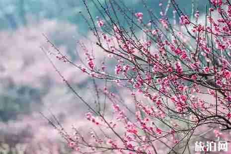 南京賞梅花好去處 南京梅花什么時候開