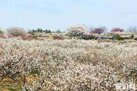 南京賞梅花好去處 南京梅花什么時候開