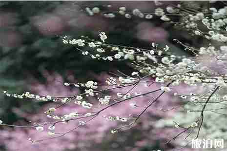 南京賞梅花好去處 南京梅花什么時候開