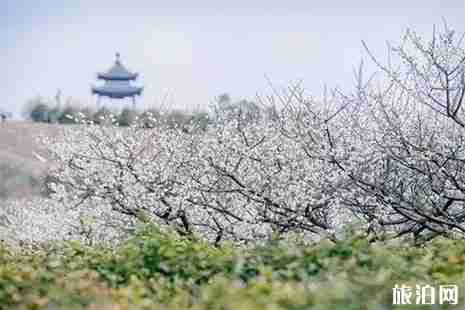 南京賞梅花好去處 南京梅花什么時候開