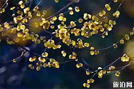 重慶看臘梅花的地方 臘梅花什么時候開