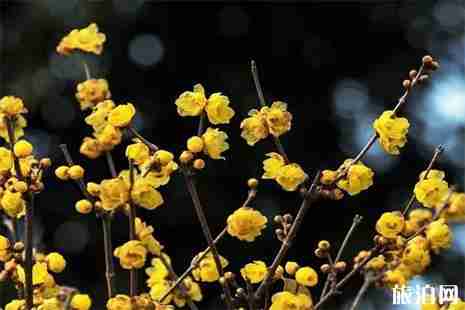重慶看臘梅花的地方 臘梅花什么時候開