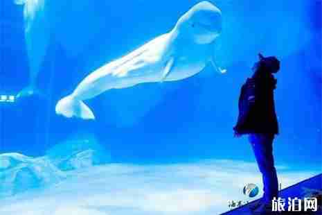 上海都有哪些景區年卡 年卡購卡指南 上海都有哪些景區年卡 年卡購卡指南