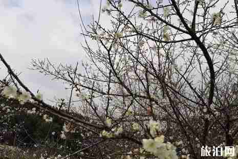 普宁赏梅花在哪里+赏梅时间 普宁赏梅花在哪里+赏梅时间