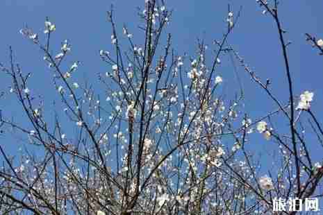 普宁赏梅花在哪里+赏梅时间 普宁赏梅花在哪里+赏梅时间